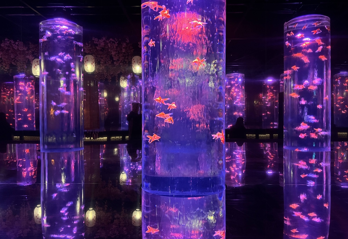 介於夢境與現實之間的場所!這是東京銀座獻給世界一場風雅藝術的劇|日本東京室內自由行推薦 銀座金魚藝術水族館 Art Aquarium Museum GINZA @。CJ夫人。 介於夢境與現實之間的場所!這是東京銀座獻給世界一場風雅藝術的劇|日本東京室內自由行推薦 銀座金魚藝術水族館 Art Aquarium Museum GINZA @。CJ夫人。