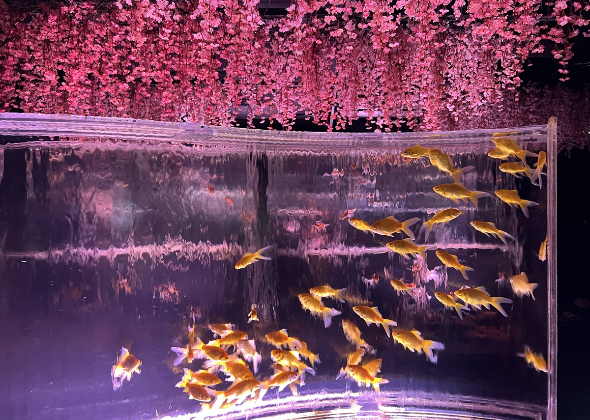 介於夢境與現實之間的場所!這是東京銀座獻給世界一場風雅藝術的劇|日本東京室內自由行推薦 銀座金魚藝術水族館 Art Aquarium Museum GINZA @。CJ夫人。 介於夢境與現實之間的場所!這是東京銀座獻給世界一場風雅藝術的劇|日本東京室內自由行推薦 銀座金魚藝術水族館 Art Aquarium Museum GINZA @。CJ夫人。