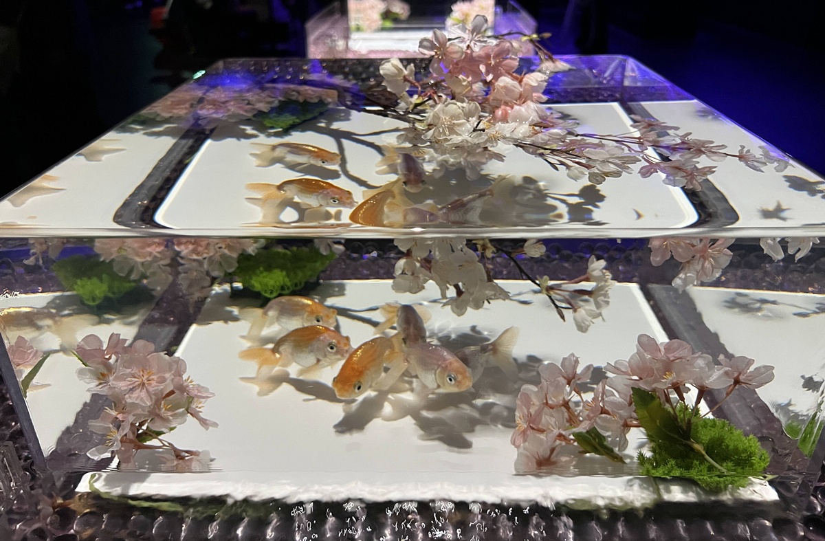 介於夢境與現實之間的場所!這是東京銀座獻給世界一場風雅藝術的劇|日本東京室內自由行推薦 銀座金魚藝術水族館 Art Aquarium Museum GINZA @。CJ夫人。 介於夢境與現實之間的場所!這是東京銀座獻給世界一場風雅藝術的劇|日本東京室內自由行推薦 銀座金魚藝術水族館 Art Aquarium Museum GINZA @。CJ夫人。