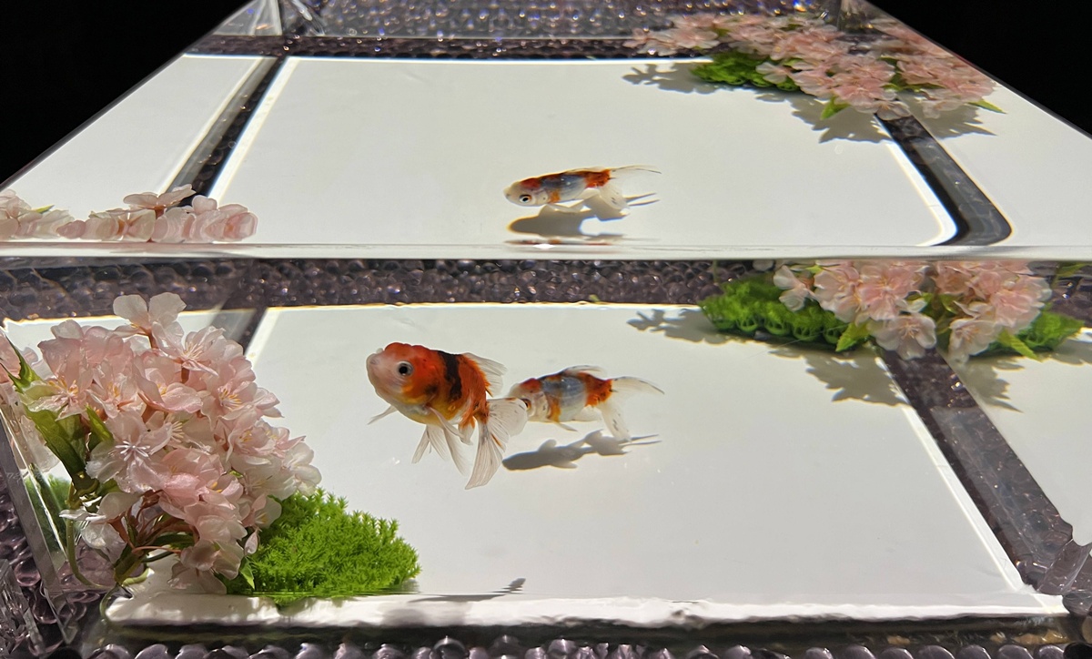 介於夢境與現實之間的場所!這是東京銀座獻給世界一場風雅藝術的劇|日本東京室內自由行推薦 銀座金魚藝術水族館 Art Aquarium Museum GINZA @。CJ夫人。 介於夢境與現實之間的場所!這是東京銀座獻給世界一場風雅藝術的劇|日本東京室內自由行推薦 銀座金魚藝術水族館 Art Aquarium Museum GINZA @。CJ夫人。