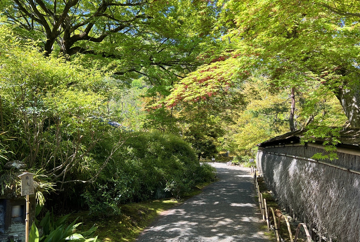 嵐山青楓的翠綠色，是一封初夏使者率先捎來的手稿｜京都嵐山天龍寺旁的寶嚴院／宝嚴院｜春秋特別拝觀限定開放 @。CJ夫人。