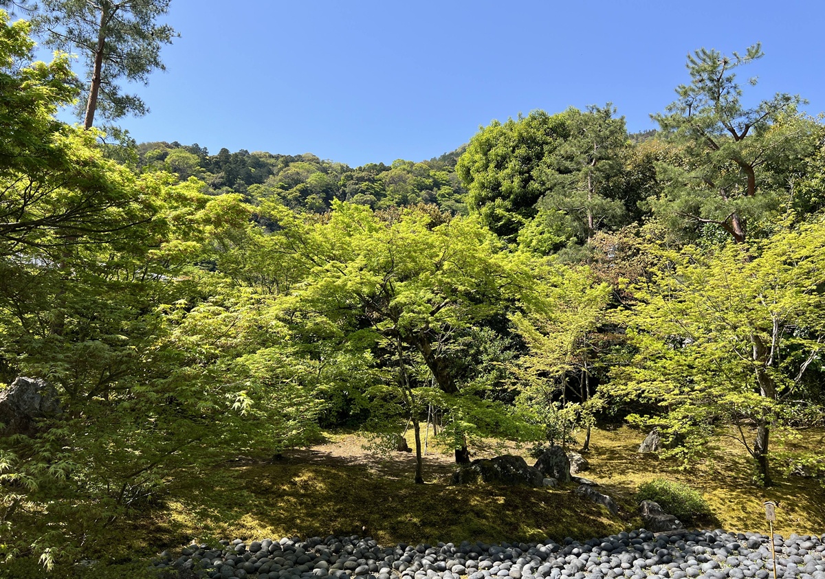 嵐山青楓的翠綠色，是一封初夏使者率先捎來的手稿｜京都嵐山天龍寺旁的寶嚴院／宝嚴院｜春秋特別拝觀限定開放 @。CJ夫人。