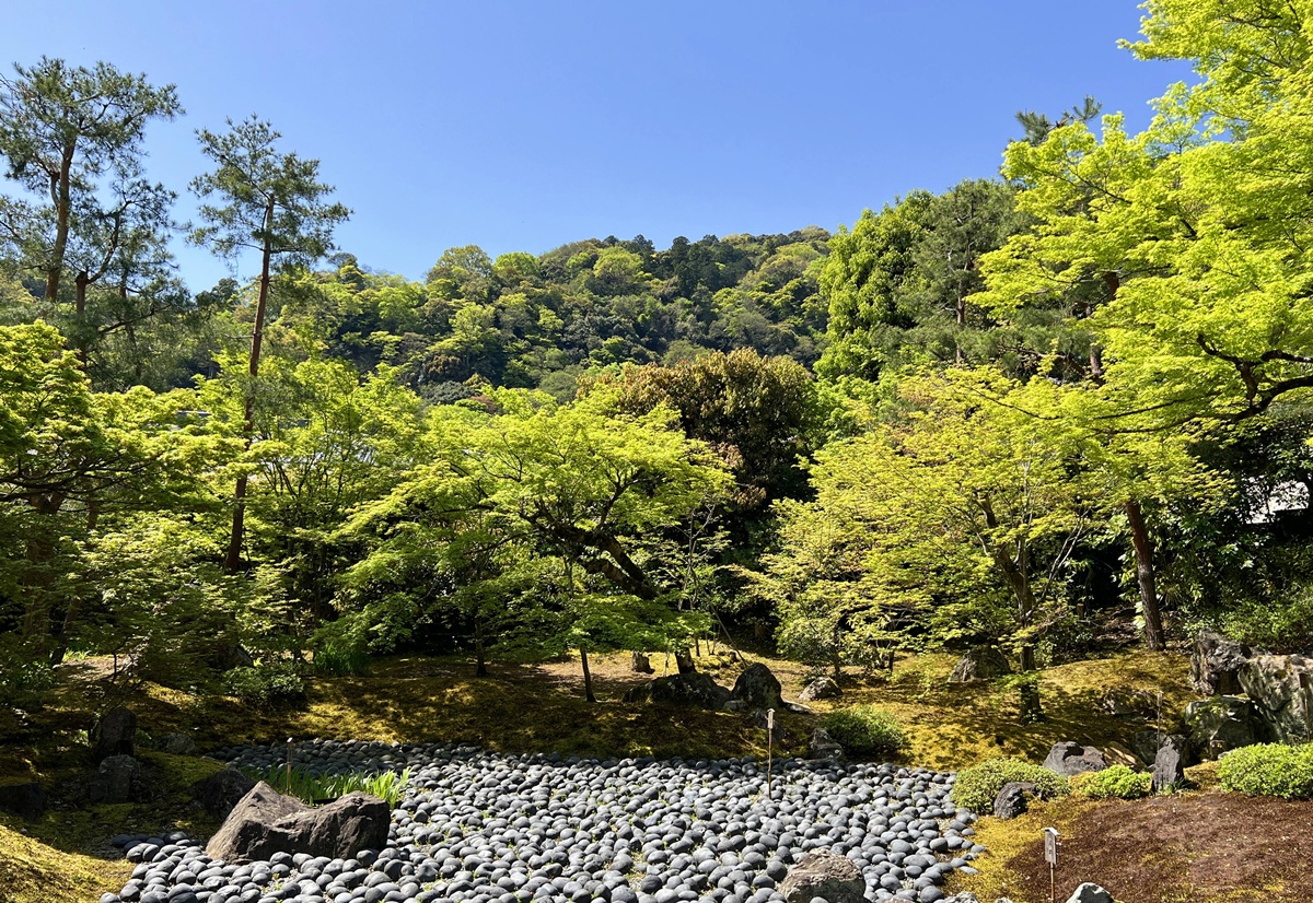 嵐山青楓的翠綠色，是一封初夏使者率先捎來的手稿｜京都嵐山天龍寺旁的寶嚴院／宝嚴院｜春秋特別拝觀限定開放 @。CJ夫人。
