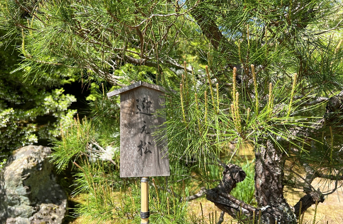 嵐山青楓的翠綠色，是一封初夏使者率先捎來的手稿｜京都嵐山天龍寺旁的寶嚴院／宝嚴院｜春秋特別拝觀限定開放 @。CJ夫人。