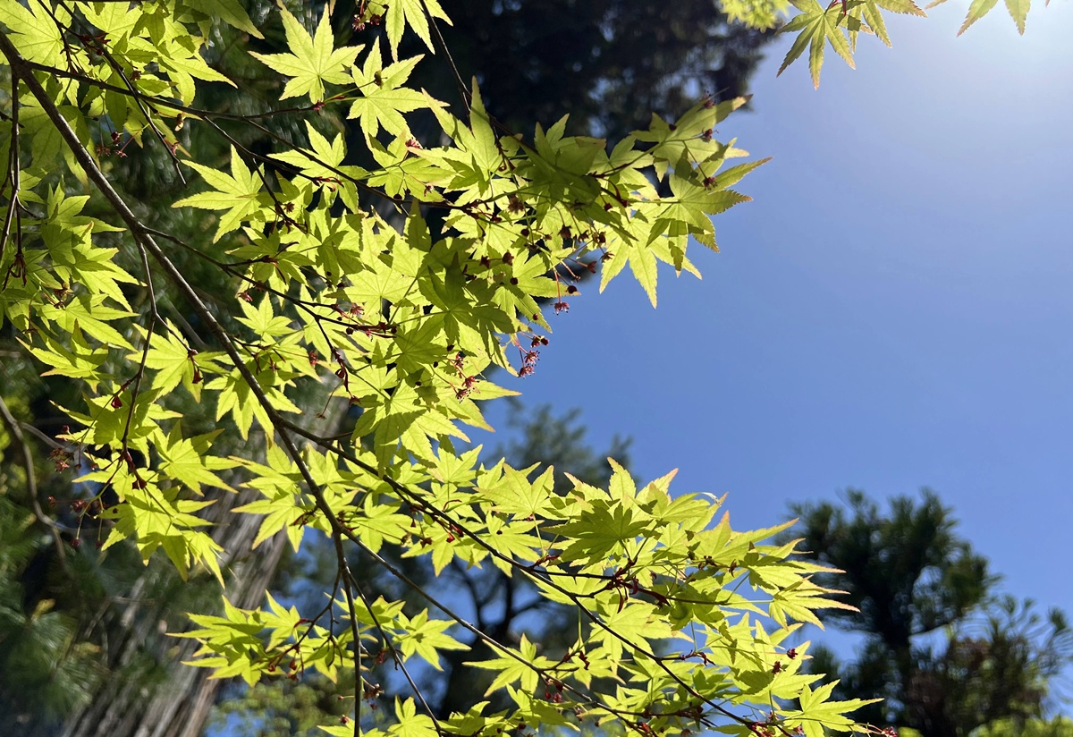 嵐山青楓的翠綠色，是一封初夏使者率先捎來的手稿｜京都嵐山天龍寺旁的寶嚴院／宝嚴院｜春秋特別拝觀限定開放 @。CJ夫人。