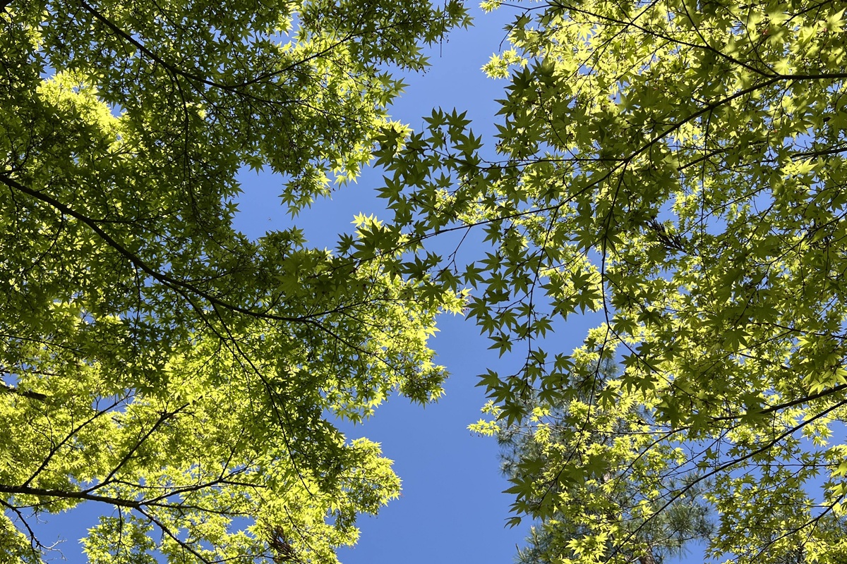 嵐山青楓的翠綠色，是一封初夏使者率先捎來的手稿｜京都嵐山天龍寺旁的寶嚴院／宝嚴院｜春秋特別拝觀限定開放 @。CJ夫人。