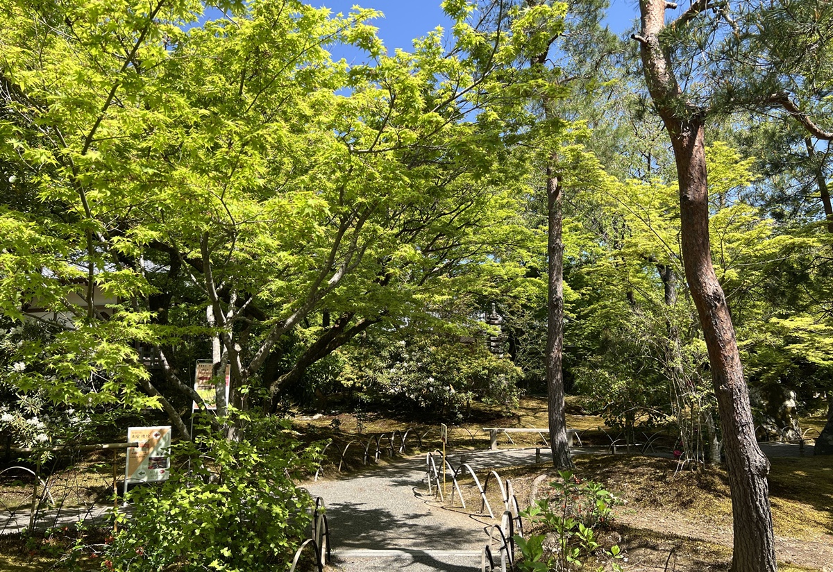 嵐山青楓的翠綠色，是一封初夏使者率先捎來的手稿｜京都嵐山天龍寺旁的寶嚴院／宝嚴院｜春秋特別拝觀限定開放 @。CJ夫人。