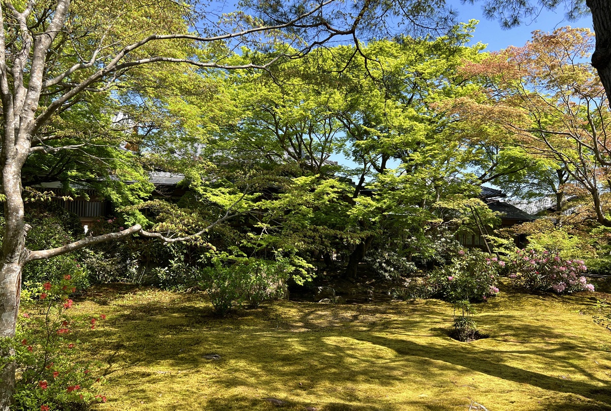 嵐山青楓的翠綠色，是一封初夏使者率先捎來的手稿｜京都嵐山天龍寺旁的寶嚴院／宝嚴院｜春秋特別拝觀限定開放 @。CJ夫人。
