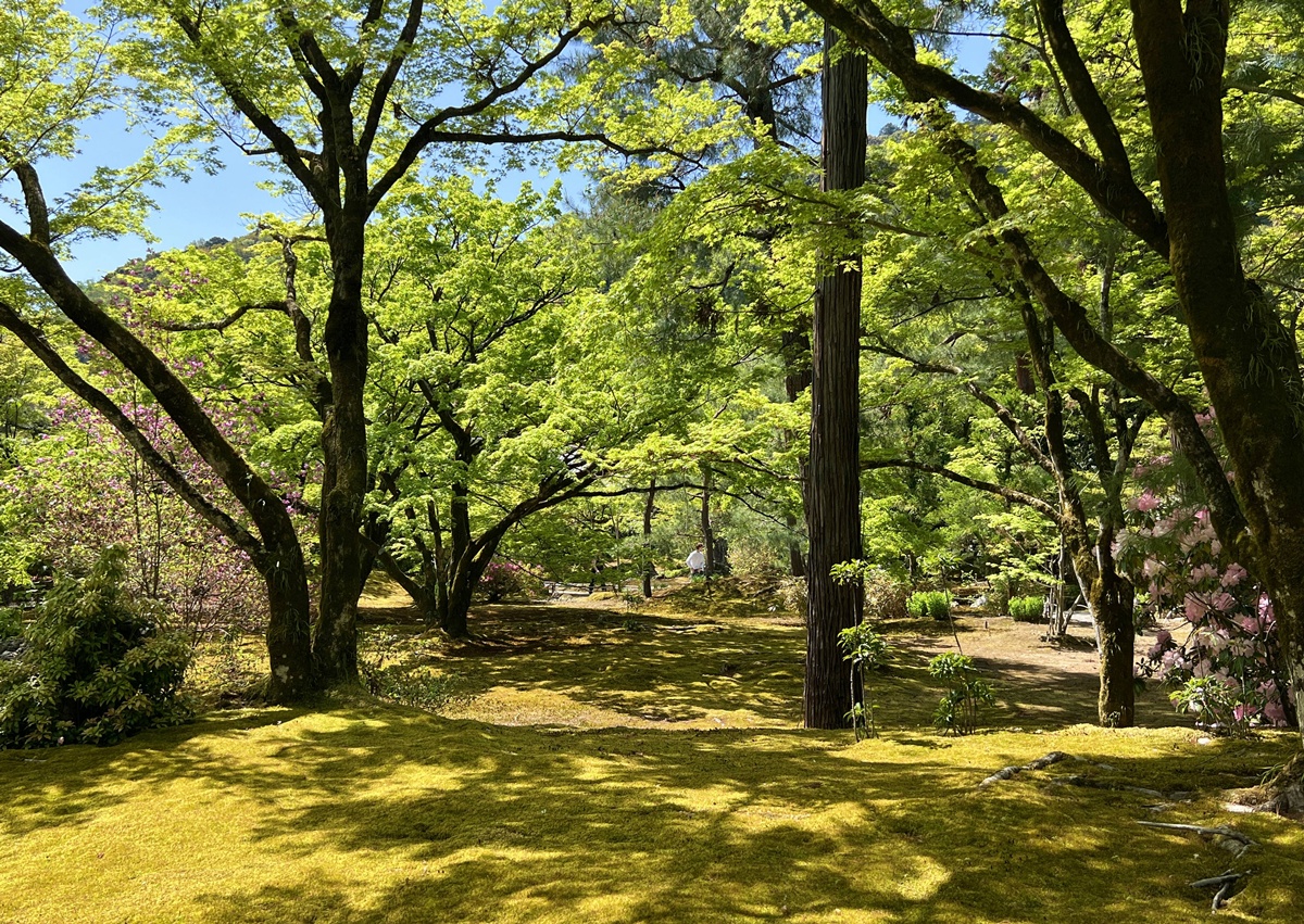 嵐山青楓的翠綠色，是一封初夏使者率先捎來的手稿｜京都嵐山天龍寺旁的寶嚴院／宝嚴院｜春秋特別拝觀限定開放 @。CJ夫人。