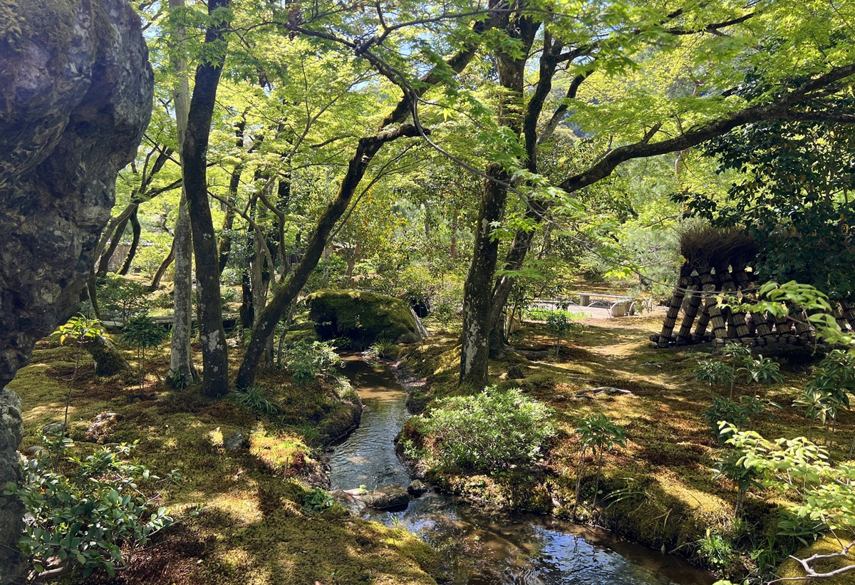 嵐山青楓的翠綠色，是一封初夏使者率先捎來的手稿｜京都嵐山天龍寺旁的寶嚴院／宝嚴院｜春秋特別拝觀限定開放 @。CJ夫人。