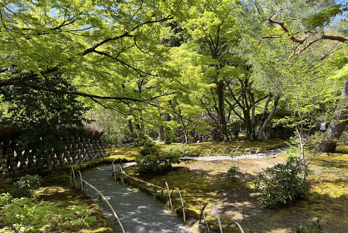 嵐山青楓的翠綠色，是一封初夏使者率先捎來的手稿｜京都嵐山天龍寺旁的寶嚴院／宝嚴院｜春秋特別拝觀限定開放 @。CJ夫人。