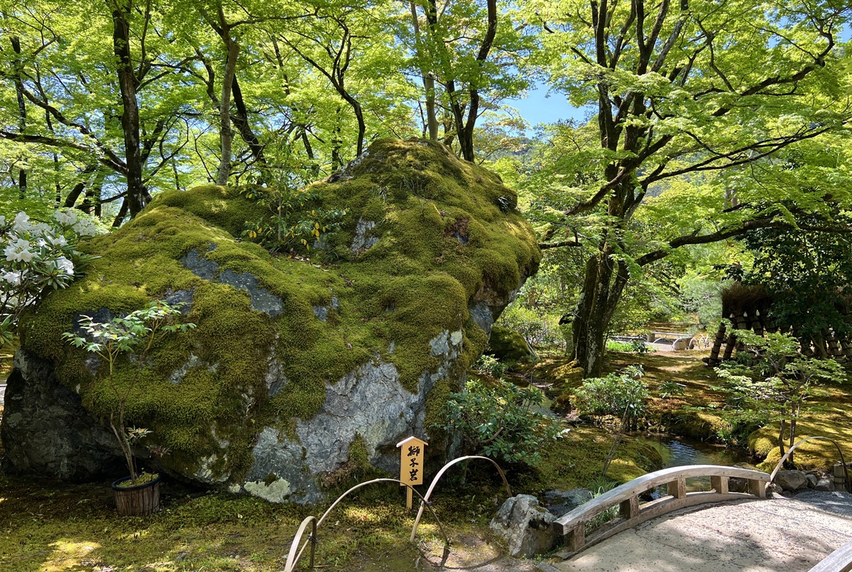 嵐山青楓的翠綠色，是一封初夏使者率先捎來的手稿｜京都嵐山天龍寺旁的寶嚴院／宝嚴院｜春秋特別拝觀限定開放 @。CJ夫人。