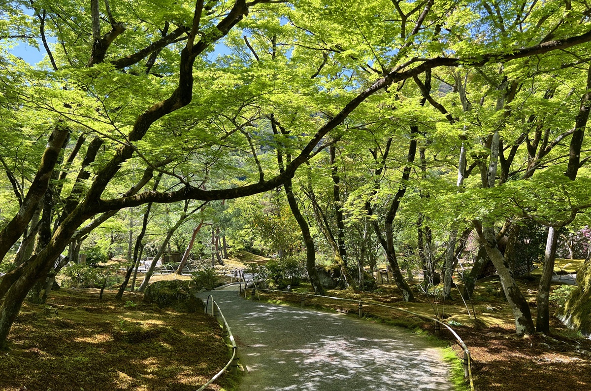 嵐山青楓的翠綠色，是一封初夏使者率先捎來的手稿｜京都嵐山天龍寺旁的寶嚴院／宝嚴院｜春秋特別拝觀限定開放 @。CJ夫人。