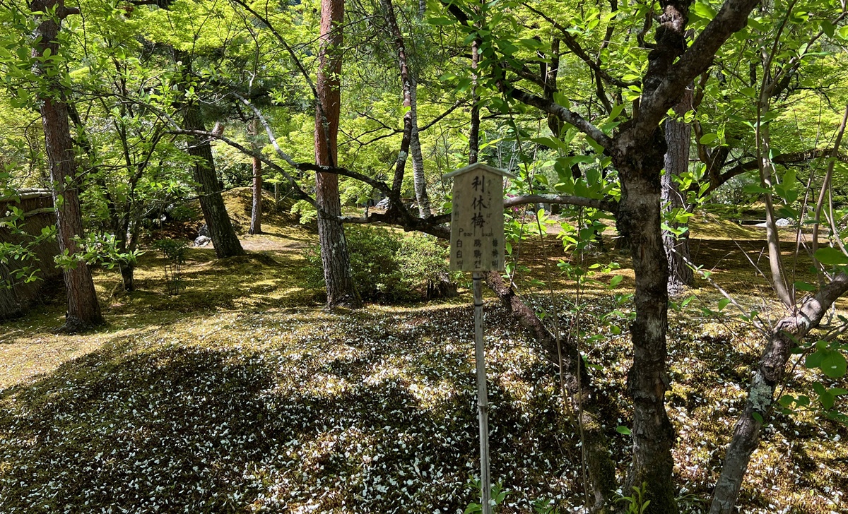 嵐山青楓的翠綠色，是一封初夏使者率先捎來的手稿｜京都嵐山天龍寺旁的寶嚴院／宝嚴院｜春秋特別拝觀限定開放 @。CJ夫人。