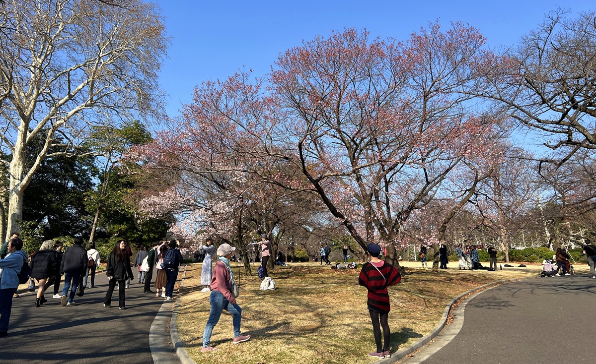 當皇家日常成為市民生活雅集！不是觀光打卡，是周末生活，一同走進東京人共享的皇家園林｜新宿御苑的春日賞櫻散步紀行 @。CJ夫人。