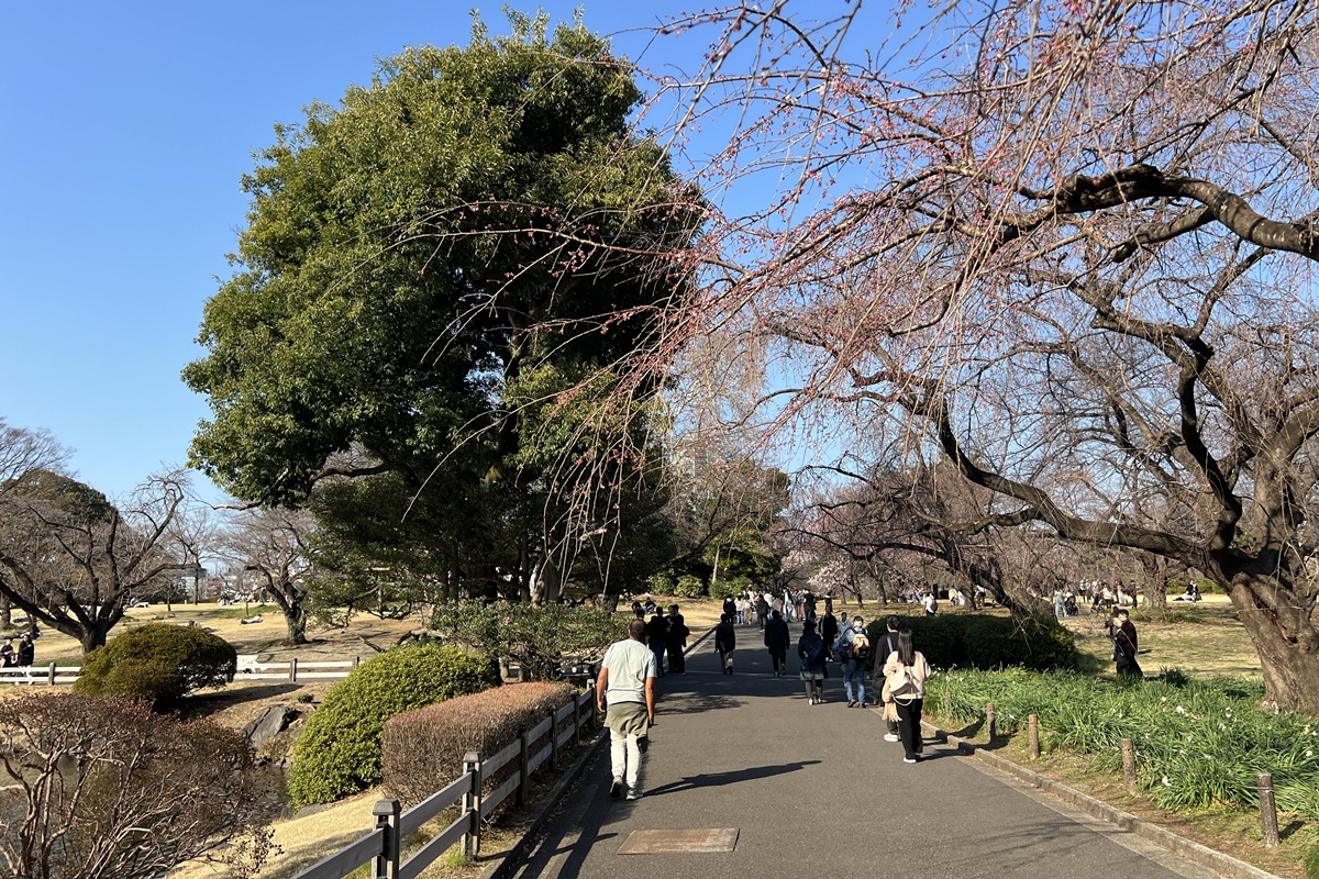 當皇家日常成為市民生活雅集！不是觀光打卡，是周末生活，一同走進東京人共享的皇家園林｜新宿御苑的春日賞櫻散步紀行 @。CJ夫人。