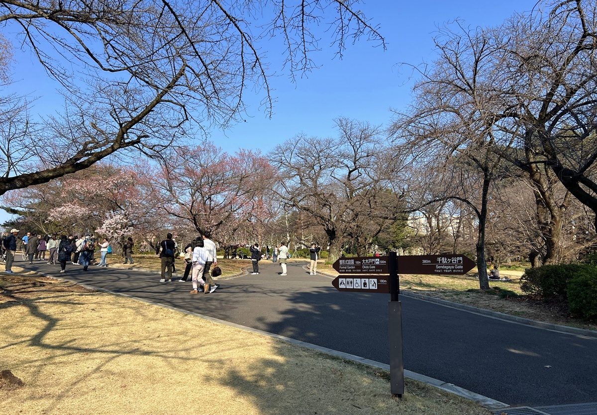 當皇家日常成為市民生活雅集！不是觀光打卡，是周末生活，一同走進東京人共享的皇家園林｜新宿御苑的春日賞櫻散步紀行 @。CJ夫人。