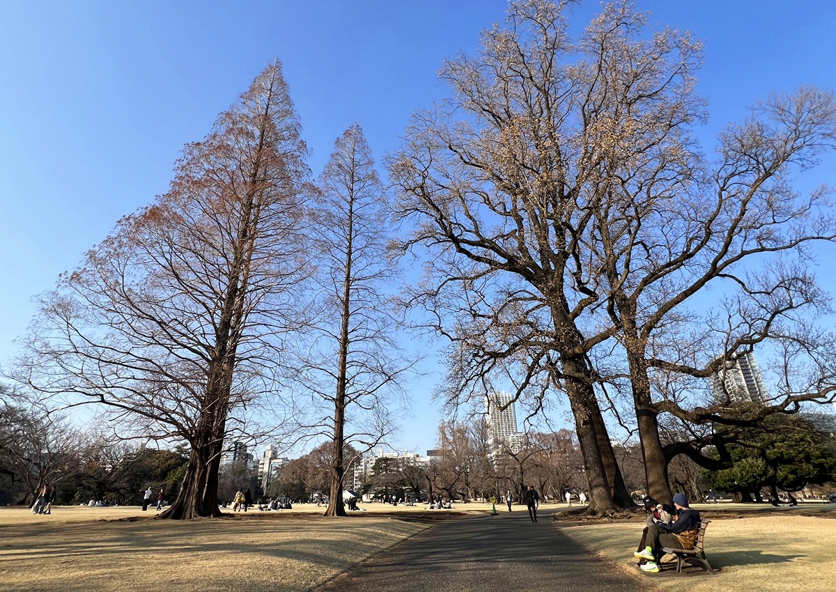 當皇家日常成為市民生活雅集！不是觀光打卡，是周末生活，一同走進東京人共享的皇家園林｜新宿御苑的春日賞櫻散步紀行 @。CJ夫人。