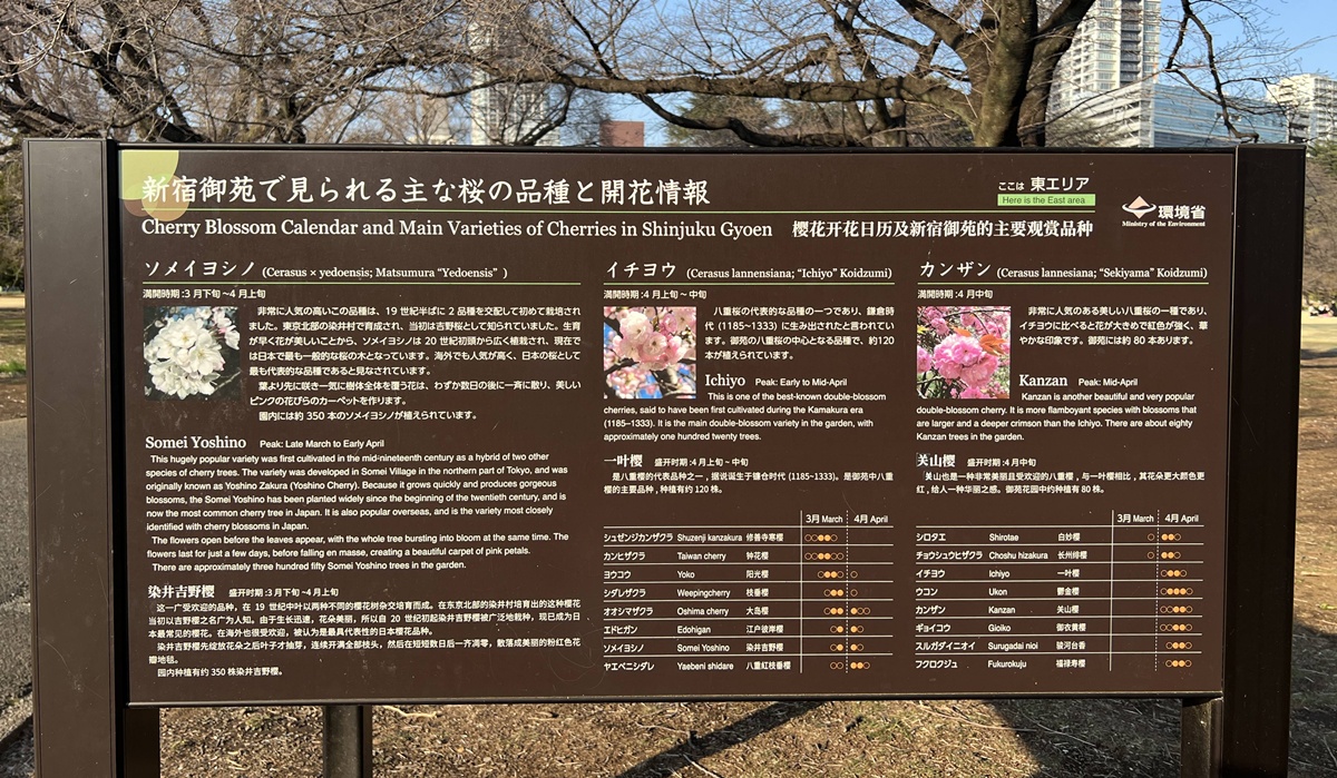 當皇家日常成為市民生活雅集！不是觀光打卡，是周末生活，一同走進東京人共享的皇家園林｜新宿御苑的春日賞櫻散步紀行 @。CJ夫人。