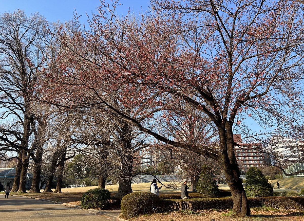 當皇家日常成為市民生活雅集！不是觀光打卡，是周末生活，一同走進東京人共享的皇家園林｜新宿御苑的春日賞櫻散步紀行 @。CJ夫人。