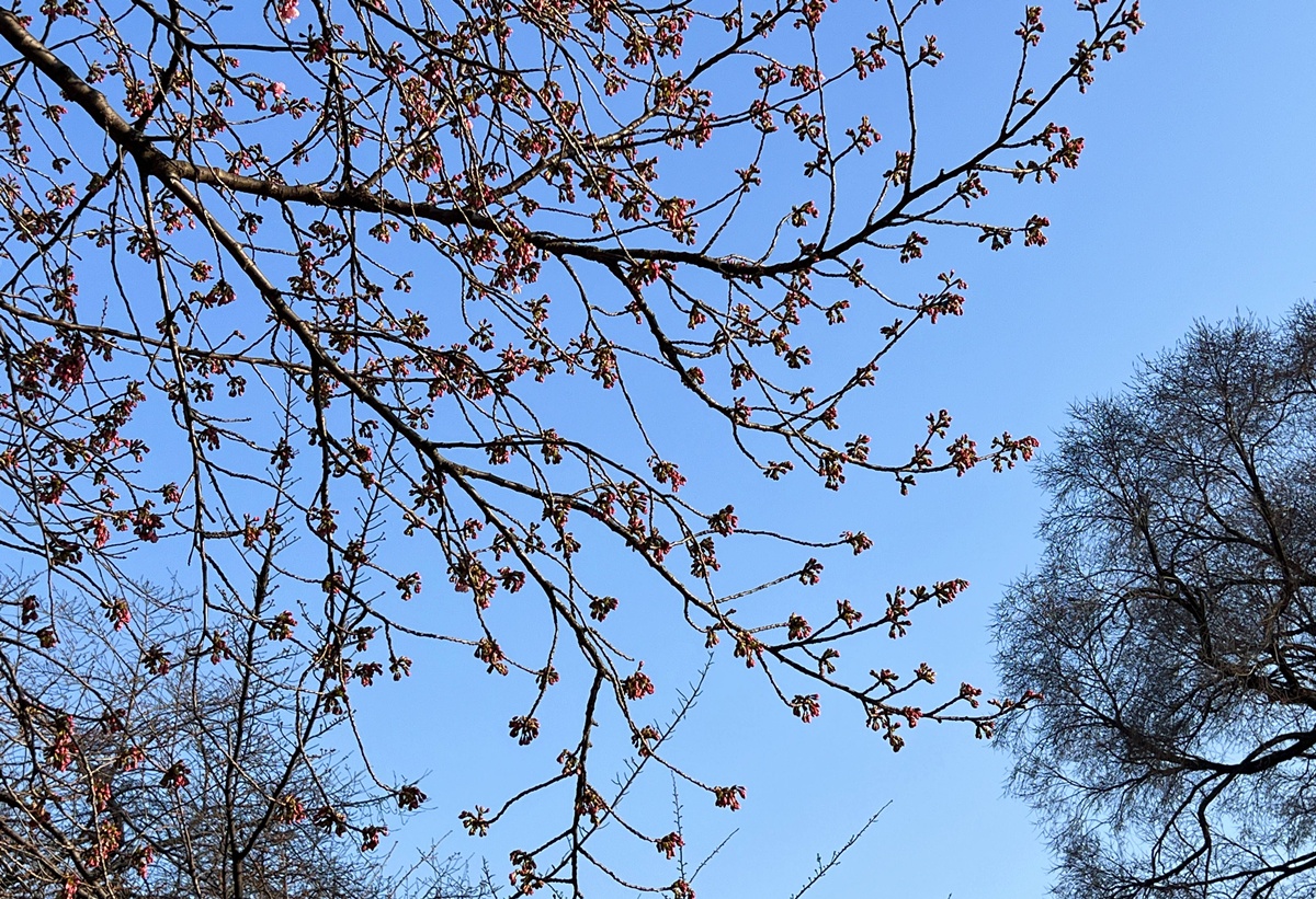 當皇家日常成為市民生活雅集！不是觀光打卡，是周末生活，一同走進東京人共享的皇家園林｜新宿御苑的春日賞櫻散步紀行 @。CJ夫人。