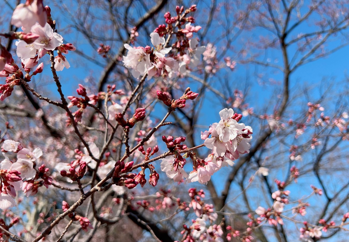 當皇家日常成為市民生活雅集！不是觀光打卡，是周末生活，一同走進東京人共享的皇家園林｜新宿御苑的春日賞櫻散步紀行 @。CJ夫人。