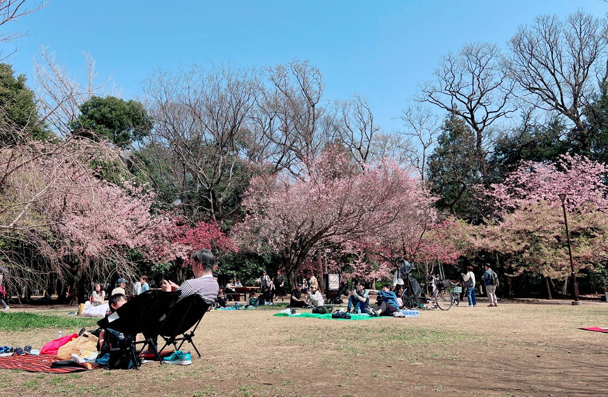 像日劇那樣過一個春天!東京三月的櫻花拍照觀察,與15座東京賞櫻名所與櫻花公園散步全紀錄,首推上野恩賜公園、新宿御苑、井之頭恩賜公園 @。CJ夫人。 像日劇那樣過一個春天!東京三月的櫻花拍照觀察,與15座東京賞櫻名所與櫻花公園散步全紀錄,首推上野恩賜公園、新宿御苑、井之頭恩賜公園 @。CJ夫人。