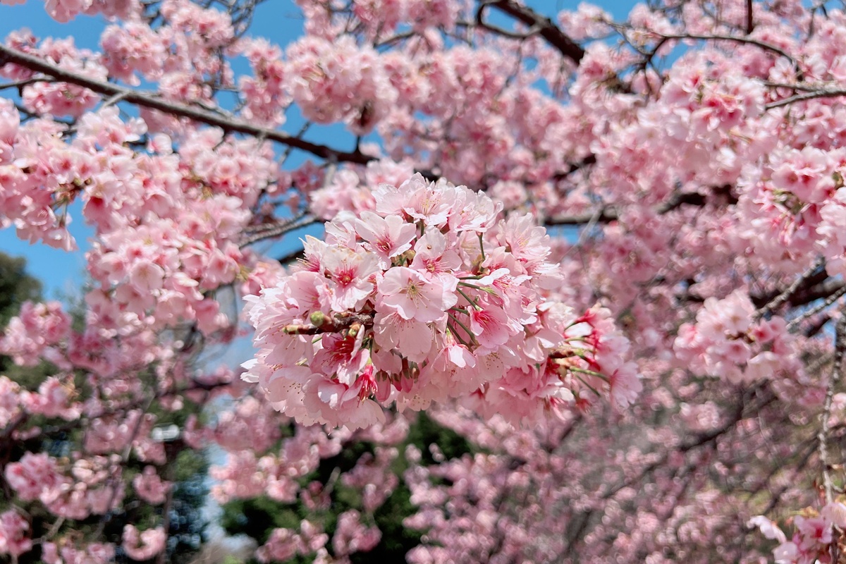 像日劇那樣過一個春天!東京三月的櫻花拍照觀察,與15座東京賞櫻名所與櫻花公園散步全紀錄,首推上野恩賜公園、新宿御苑、井之頭恩賜公園 @。CJ夫人。 像日劇那樣過一個春天!東京三月的櫻花拍照觀察,與15座東京賞櫻名所與櫻花公園散步全紀錄,首推上野恩賜公園、新宿御苑、井之頭恩賜公園 @。CJ夫人。
