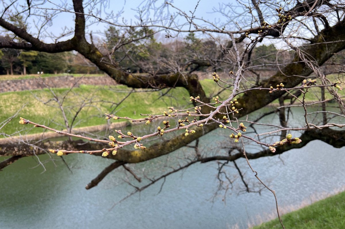 像日劇那樣過一個春天!東京三月的櫻花拍照觀察,與15座東京賞櫻名所與櫻花公園散步全紀錄,首推上野恩賜公園、新宿御苑、井之頭恩賜公園 @。CJ夫人。 像日劇那樣過一個春天!東京三月的櫻花拍照觀察,與15座東京賞櫻名所與櫻花公園散步全紀錄,首推上野恩賜公園、新宿御苑、井之頭恩賜公園 @。CJ夫人。