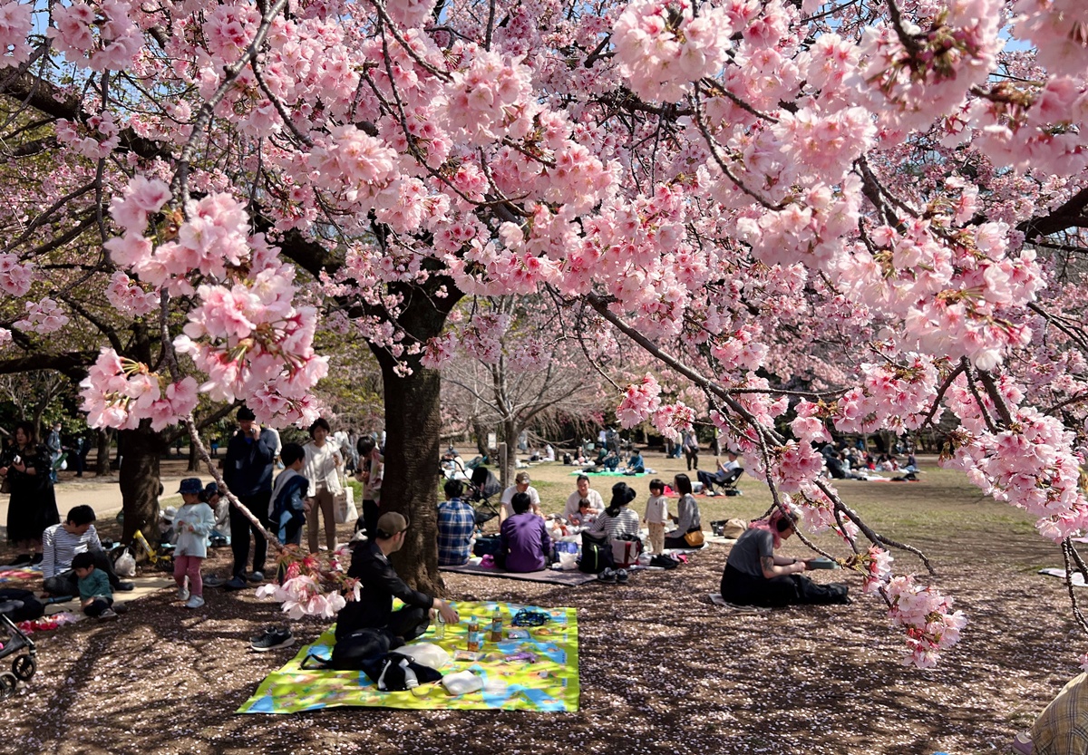 屬於九州鹿兒島的世界級景觀！享受櫻島活火山景觀的絕佳位置，就到鹿兒島城山公園櫻島展望台吧！ @。CJ夫人。