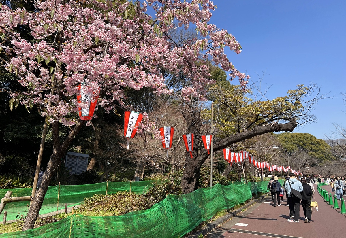 與全家共享櫻花窗景裡的日式懷石午膳！東京上野恩賜公園最珍藏的賞櫻角落｜東京上野老字號料亭 韻松亭與花籠午間御膳 @。CJ夫人。