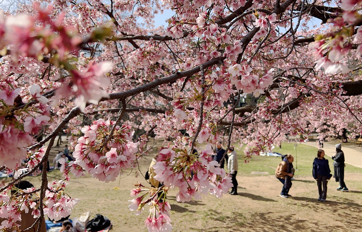 像日劇那樣過一個春天!東京三月的櫻花拍照觀察,與15座東京賞櫻名所與櫻花公園散步全紀錄,首推上野恩賜公園、新宿御苑、井之頭恩賜公園 @。CJ夫人。 像日劇那樣過一個春天!東京三月的櫻花拍照觀察,與15座東京賞櫻名所與櫻花公園散步全紀錄,首推上野恩賜公園、新宿御苑、井之頭恩賜公園 @。CJ夫人。