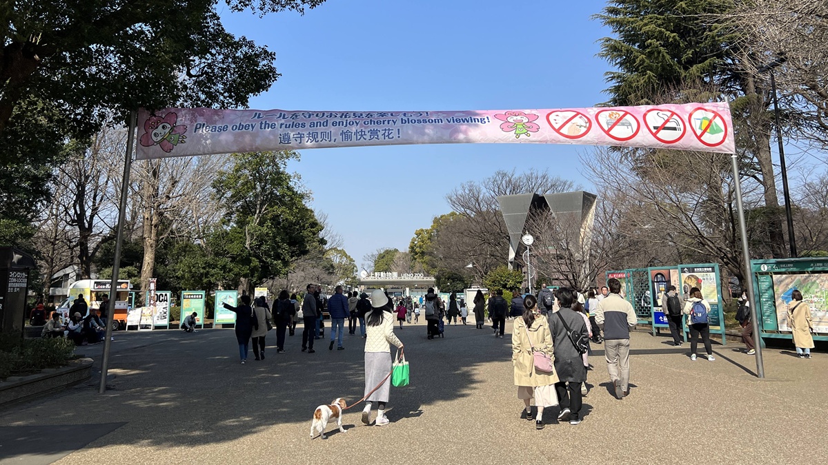 與全家共享櫻花窗景裡的日式懷石午膳！東京上野恩賜公園最珍藏的賞櫻角落｜東京上野老字號料亭 韻松亭與花籠午間御膳 @。CJ夫人。