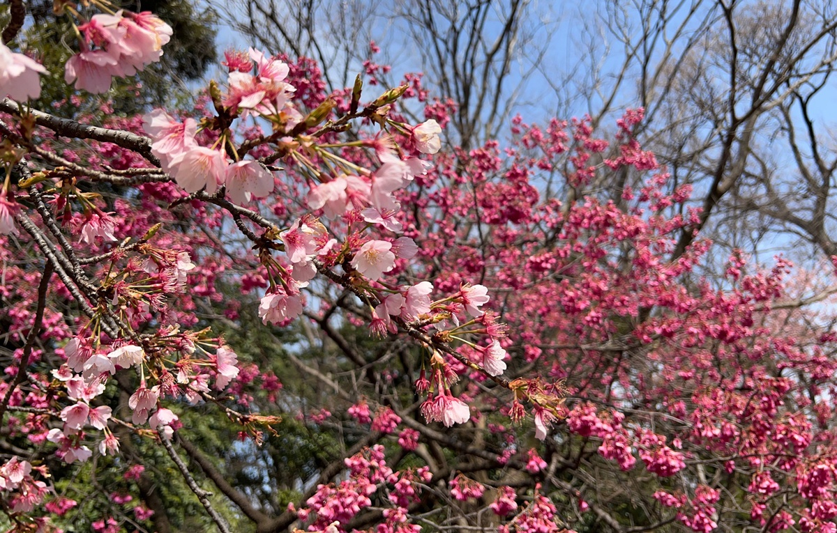 像日劇那樣過一個春天!東京三月的櫻花拍照觀察,與15座東京賞櫻名所與櫻花公園散步全紀錄,首推上野恩賜公園、新宿御苑、井之頭恩賜公園 @。CJ夫人。 像日劇那樣過一個春天!東京三月的櫻花拍照觀察,與15座東京賞櫻名所與櫻花公園散步全紀錄,首推上野恩賜公園、新宿御苑、井之頭恩賜公園 @。CJ夫人。