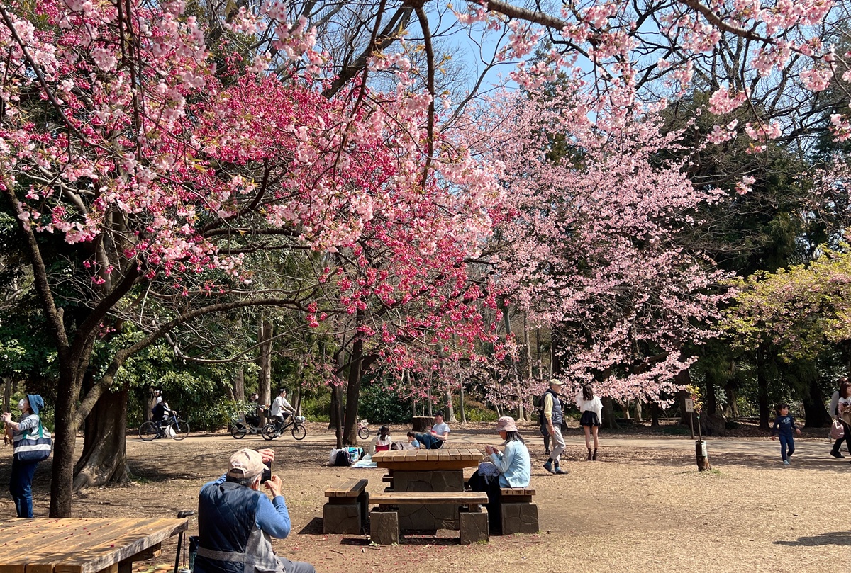 像日劇那樣過一個春天!東京三月的櫻花拍照觀察,與15座東京賞櫻名所與櫻花公園散步全紀錄,首推上野恩賜公園、新宿御苑、井之頭恩賜公園 @。CJ夫人。 像日劇那樣過一個春天!東京三月的櫻花拍照觀察,與15座東京賞櫻名所與櫻花公園散步全紀錄,首推上野恩賜公園、新宿御苑、井之頭恩賜公園 @。CJ夫人。