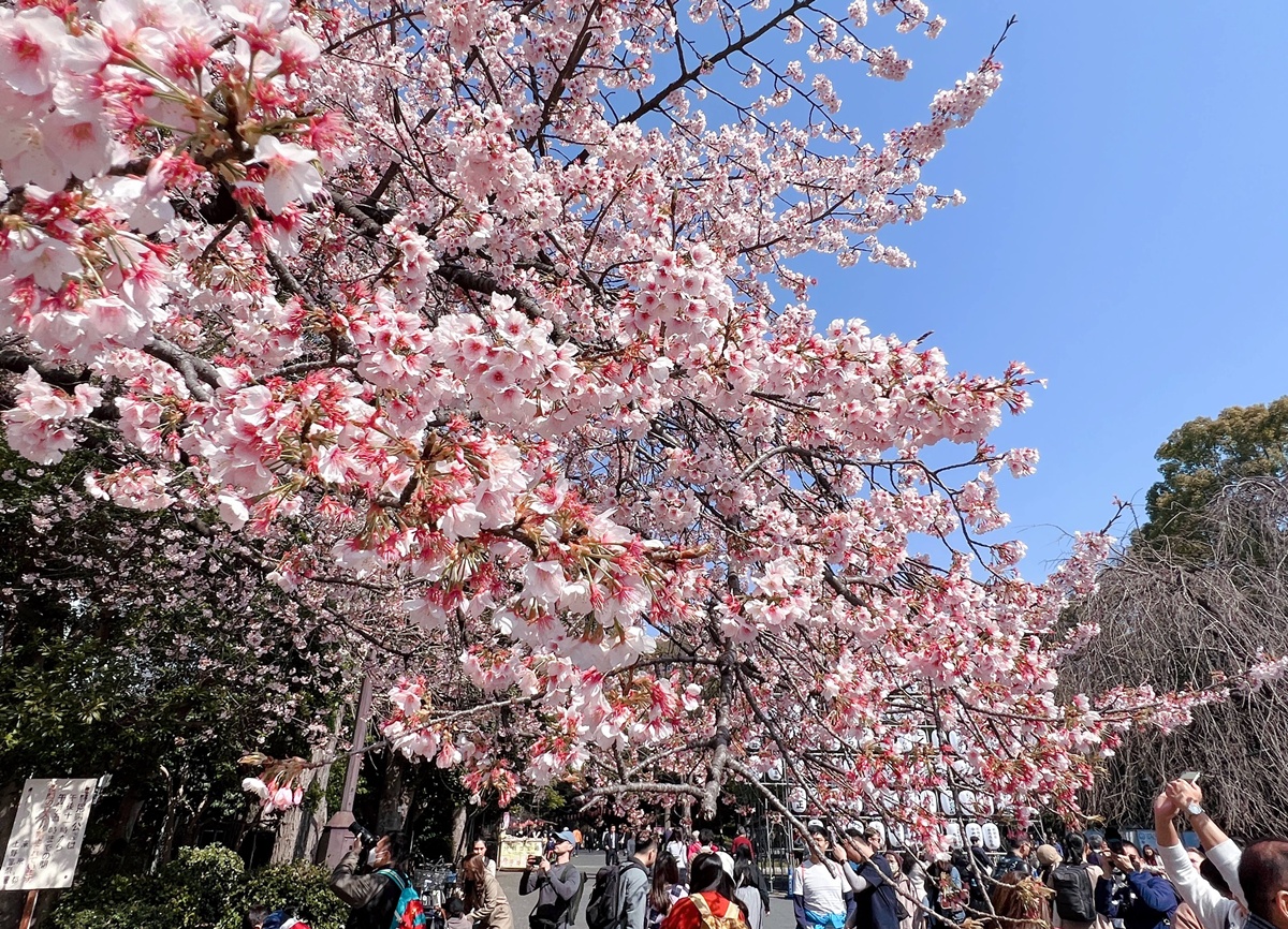 與全家共享櫻花窗景裡的日式懷石午膳！東京上野恩賜公園最珍藏的賞櫻角落｜東京上野老字號料亭 韻松亭與花籠午間御膳 @。CJ夫人。