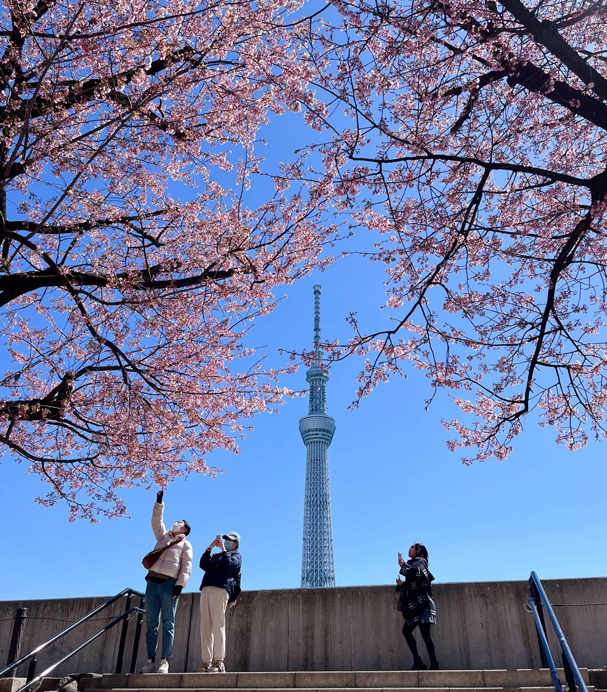 像日劇那樣過一個春天!東京三月的櫻花拍照觀察,與15座東京賞櫻名所與櫻花公園散步全紀錄,首推上野恩賜公園、新宿御苑、井之頭恩賜公園 @。CJ夫人。 像日劇那樣過一個春天!東京三月的櫻花拍照觀察,與15座東京賞櫻名所與櫻花公園散步全紀錄,首推上野恩賜公園、新宿御苑、井之頭恩賜公園 @。CJ夫人。