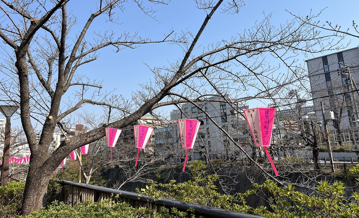 像日劇那樣過一個春天!東京三月的櫻花拍照觀察,與15座東京賞櫻名所與櫻花公園散步全紀錄,首推上野恩賜公園、新宿御苑、井之頭恩賜公園 @。CJ夫人。 像日劇那樣過一個春天!東京三月的櫻花拍照觀察,與15座東京賞櫻名所與櫻花公園散步全紀錄,首推上野恩賜公園、新宿御苑、井之頭恩賜公園 @。CJ夫人。