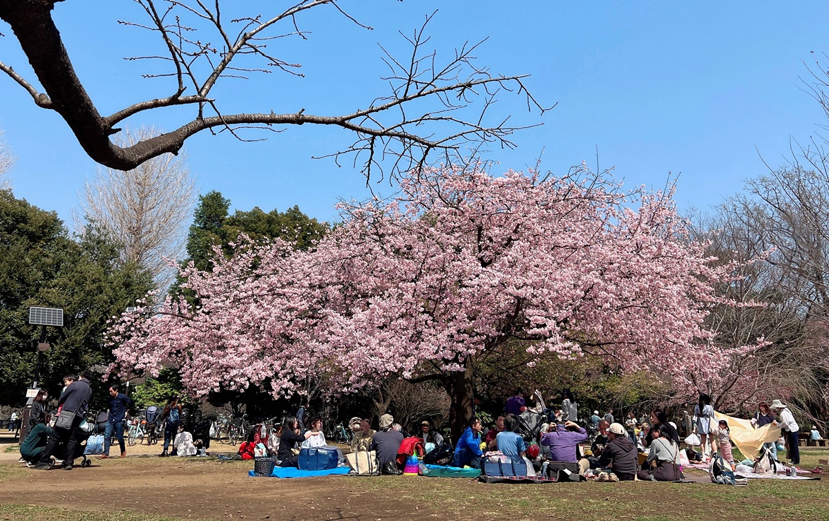 像日劇那樣過一個春天!東京三月的櫻花拍照觀察,與15座東京賞櫻名所與櫻花公園散步全紀錄,首推上野恩賜公園、新宿御苑、井之頭恩賜公園 @。CJ夫人。 像日劇那樣過一個春天!東京三月的櫻花拍照觀察,與15座東京賞櫻名所與櫻花公園散步全紀錄,首推上野恩賜公園、新宿御苑、井之頭恩賜公園 @。CJ夫人。