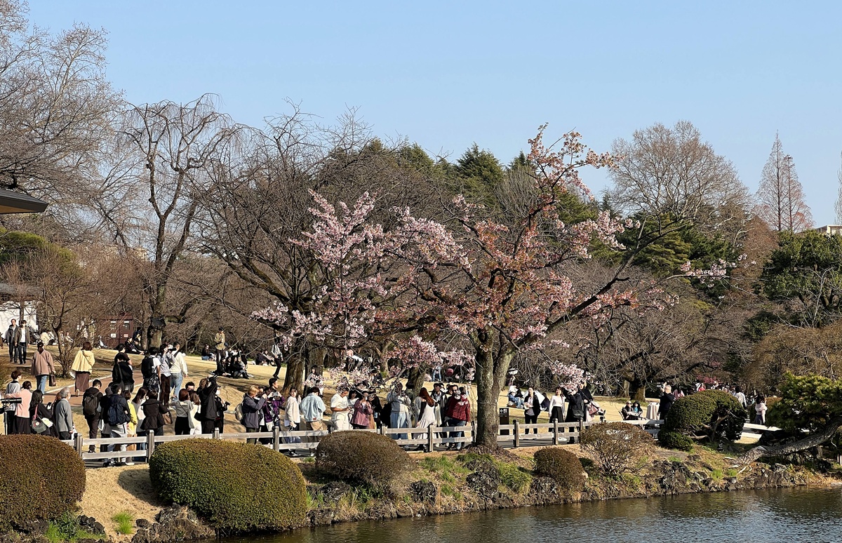 像日劇那樣過一個春天!東京三月的櫻花拍照觀察,與15座東京賞櫻名所與櫻花公園散步全紀錄,首推上野恩賜公園、新宿御苑、井之頭恩賜公園 @。CJ夫人。 像日劇那樣過一個春天!東京三月的櫻花拍照觀察,與15座東京賞櫻名所與櫻花公園散步全紀錄,首推上野恩賜公園、新宿御苑、井之頭恩賜公園 @。CJ夫人。