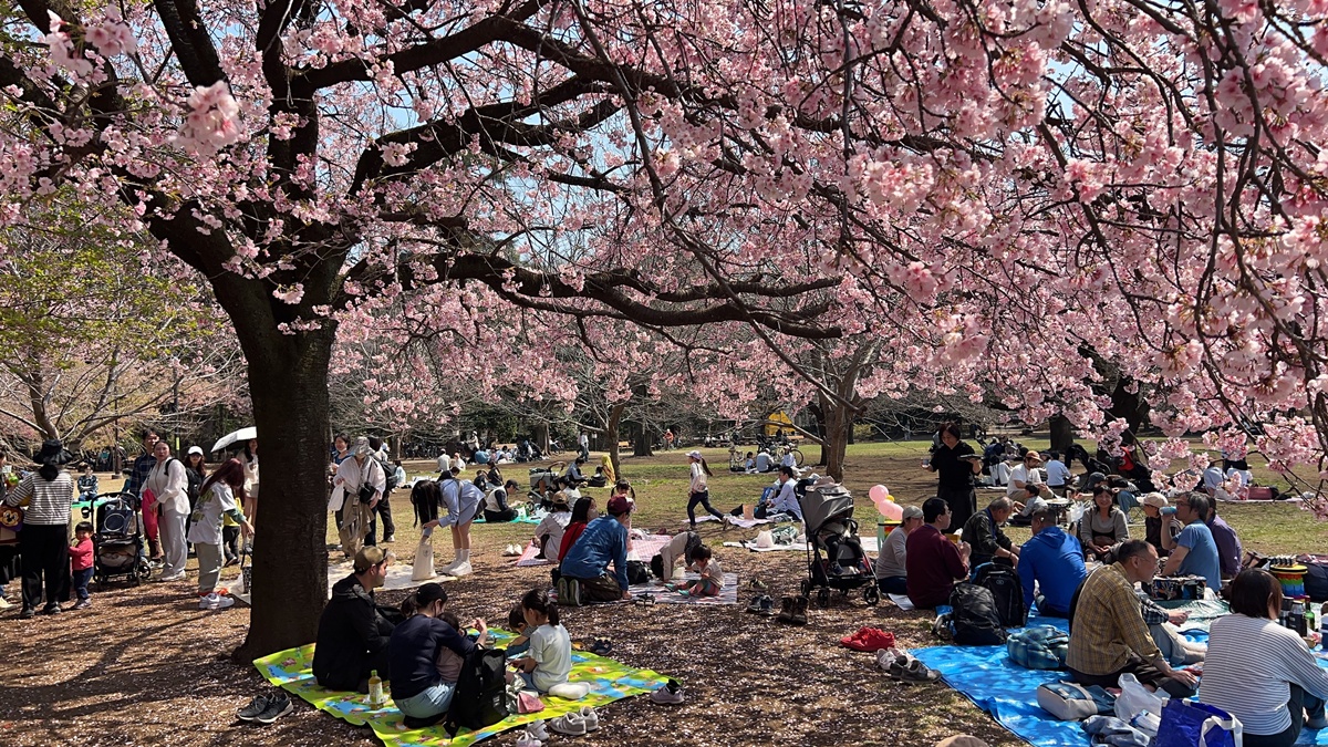 像日劇那樣過一個春天!東京三月的櫻花拍照觀察,與15座東京賞櫻名所與櫻花公園散步全紀錄,首推上野恩賜公園、新宿御苑、井之頭恩賜公園 @。CJ夫人。 像日劇那樣過一個春天!東京三月的櫻花拍照觀察,與15座東京賞櫻名所與櫻花公園散步全紀錄,首推上野恩賜公園、新宿御苑、井之頭恩賜公園 @。CJ夫人。