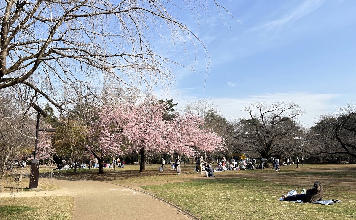 像日劇那樣過一個春天!東京三月的櫻花拍照觀察,與15座東京賞櫻名所與櫻花公園散步全紀錄,首推上野恩賜公園、新宿御苑、井之頭恩賜公園 @。CJ夫人。 像日劇那樣過一個春天!東京三月的櫻花拍照觀察,與15座東京賞櫻名所與櫻花公園散步全紀錄,首推上野恩賜公園、新宿御苑、井之頭恩賜公園 @。CJ夫人。
