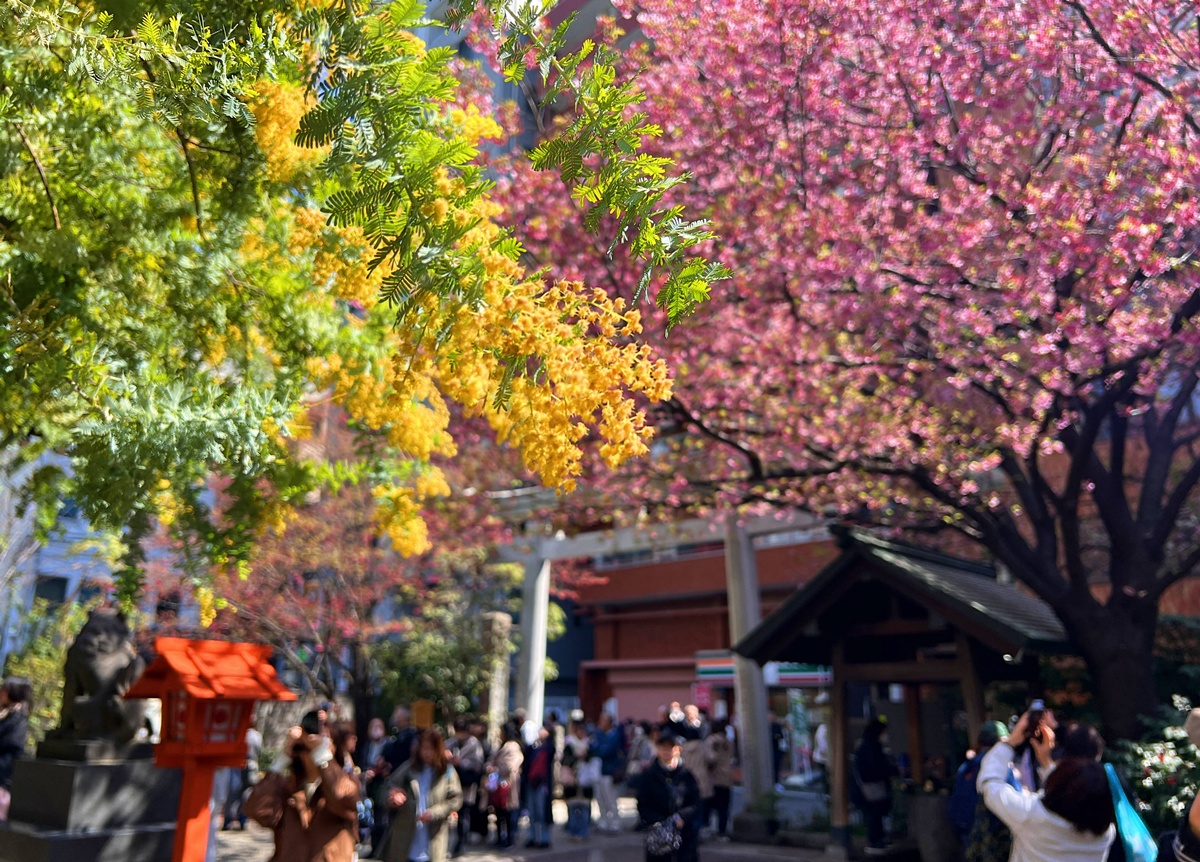 像日劇那樣過一個春天!東京三月的櫻花拍照觀察,與15座東京賞櫻名所與櫻花公園散步全紀錄,首推上野恩賜公園、新宿御苑、井之頭恩賜公園 @。CJ夫人。 像日劇那樣過一個春天!東京三月的櫻花拍照觀察,與15座東京賞櫻名所與櫻花公園散步全紀錄,首推上野恩賜公園、新宿御苑、井之頭恩賜公園 @。CJ夫人。
