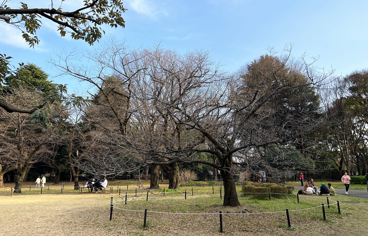 像日劇那樣過一個春天!東京三月的櫻花拍照觀察,與15座東京賞櫻名所與櫻花公園散步全紀錄,首推上野恩賜公園、新宿御苑、井之頭恩賜公園 @。CJ夫人。 像日劇那樣過一個春天!東京三月的櫻花拍照觀察,與15座東京賞櫻名所與櫻花公園散步全紀錄,首推上野恩賜公園、新宿御苑、井之頭恩賜公園 @。CJ夫人。