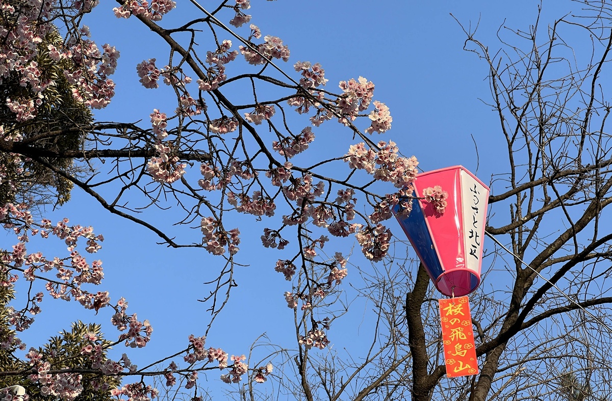 像日劇那樣過一個春天!東京三月的櫻花拍照觀察,與15座東京賞櫻名所與櫻花公園散步全紀錄,首推上野恩賜公園、新宿御苑、井之頭恩賜公園 @。CJ夫人。 像日劇那樣過一個春天!東京三月的櫻花拍照觀察,與15座東京賞櫻名所與櫻花公園散步全紀錄,首推上野恩賜公園、新宿御苑、井之頭恩賜公園 @。CJ夫人。