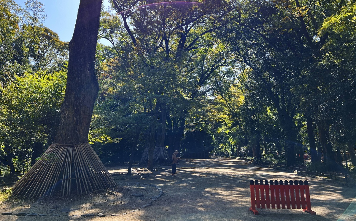 京都糺之森的綠，的確與其他森林不太一樣｜京都神社推薦 賀茂御祖神社（下鴨神社）參拜指南與糺之森療癒散策 @。CJ夫人。