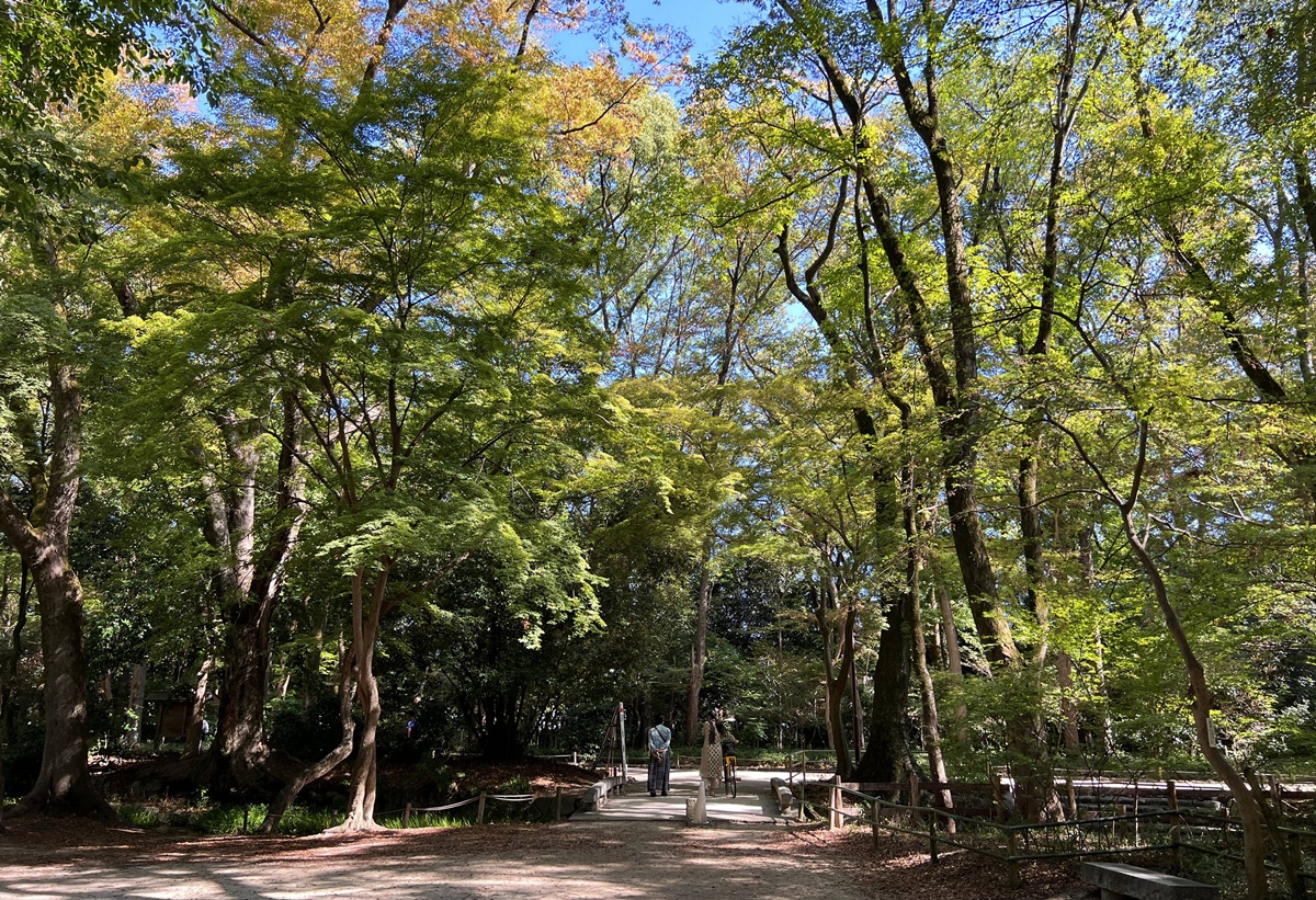京都糺之森的綠，的確與其他森林不太一樣｜京都神社推薦 賀茂御祖神社（下鴨神社）參拜指南與糺之森療癒散策 @。CJ夫人。