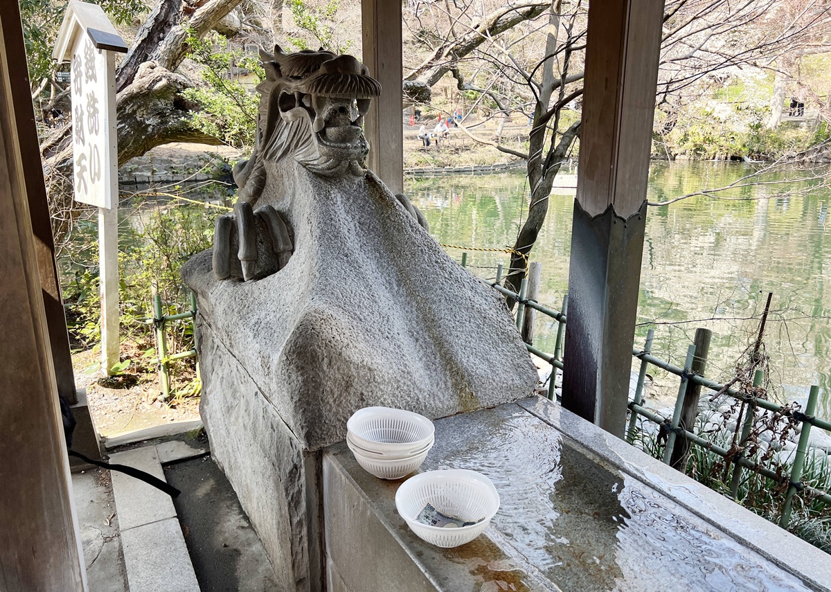 東京春天賞櫻不一定要搶位！穿過井之頭池的天鵝船，和吉祥寺人一起走進井之頭恩賜公園西園的野餐午後 @。CJ夫人。