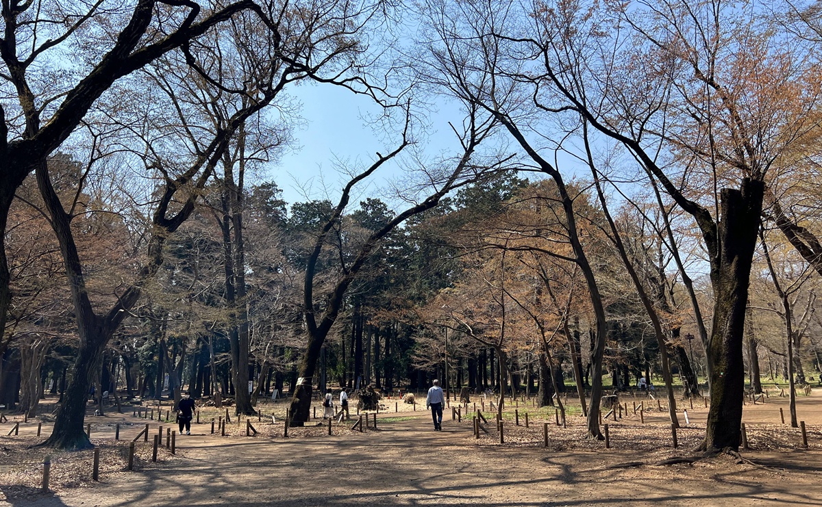 東京春天賞櫻不一定要搶位！穿過井之頭池的天鵝船，和吉祥寺人一起走進井之頭恩賜公園西園的野餐午後 @。CJ夫人。