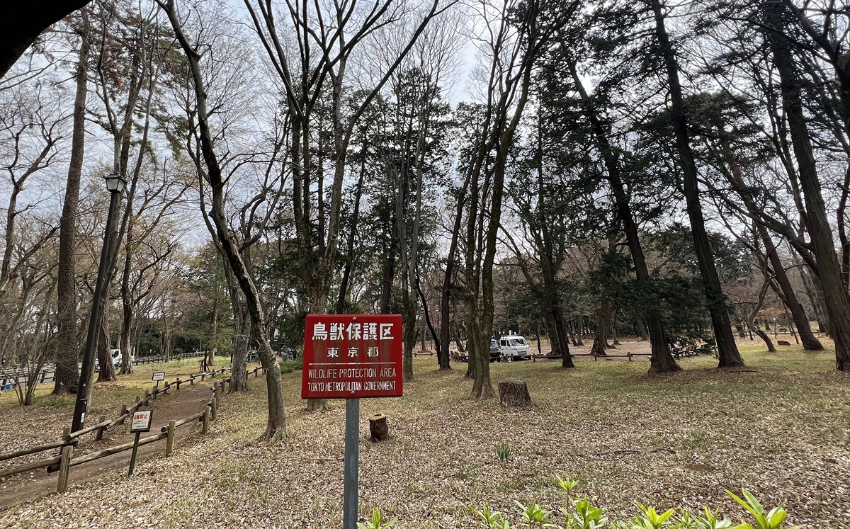 東京春天賞櫻不一定要搶位！穿過井之頭池的天鵝船，和吉祥寺人一起走進井之頭恩賜公園西園的野餐午後 @。CJ夫人。